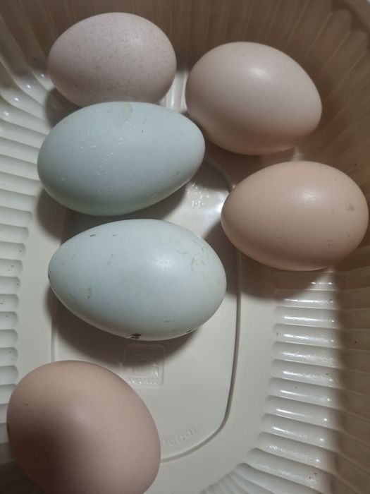 Vendo ovos galados de sedosas e ovos azuis