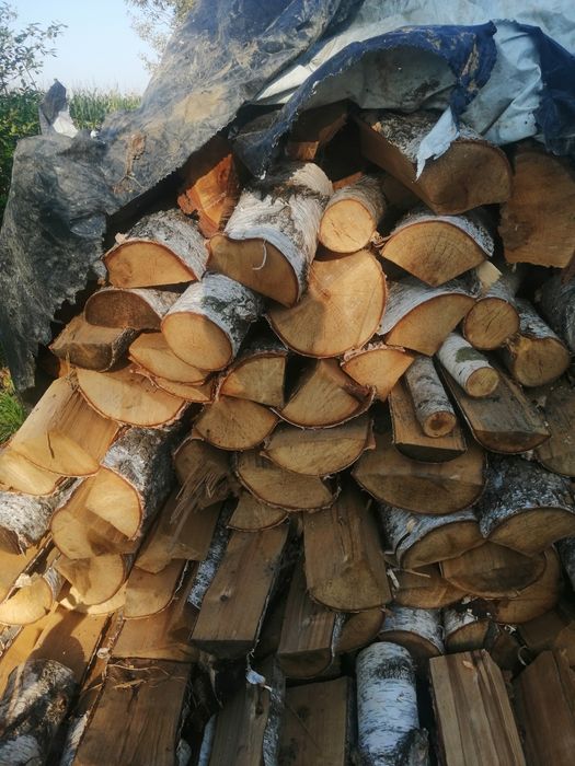 Wycinka drzew leśnych