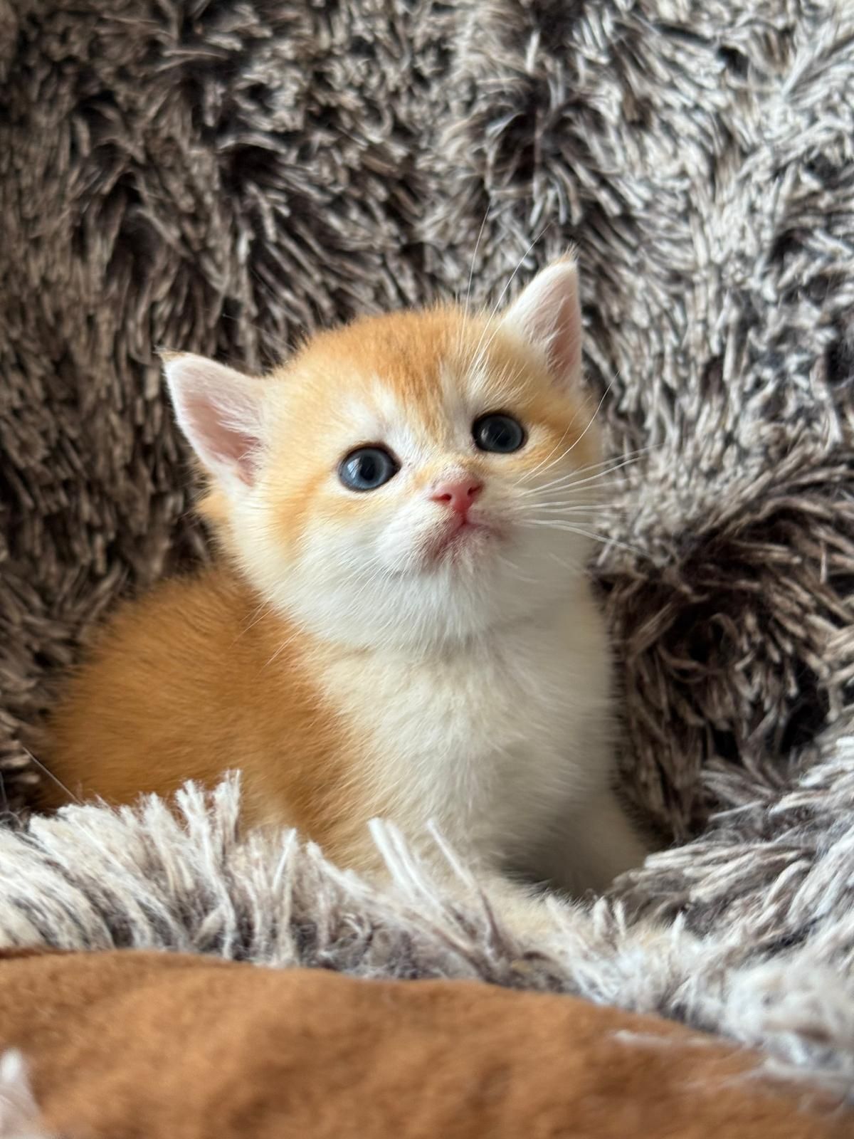 Femaea Scottish shorthair golden