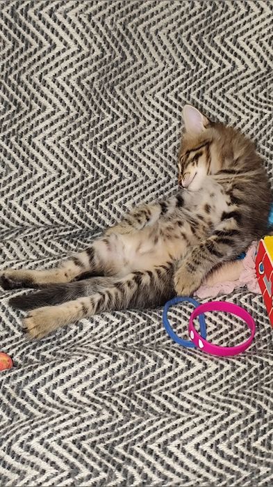 Котята отдаю в хорошие руки