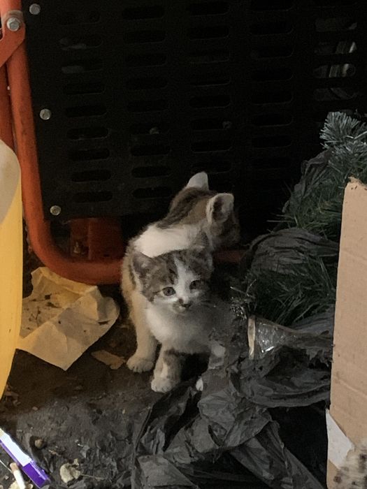 Малюки кошенята шукають дім