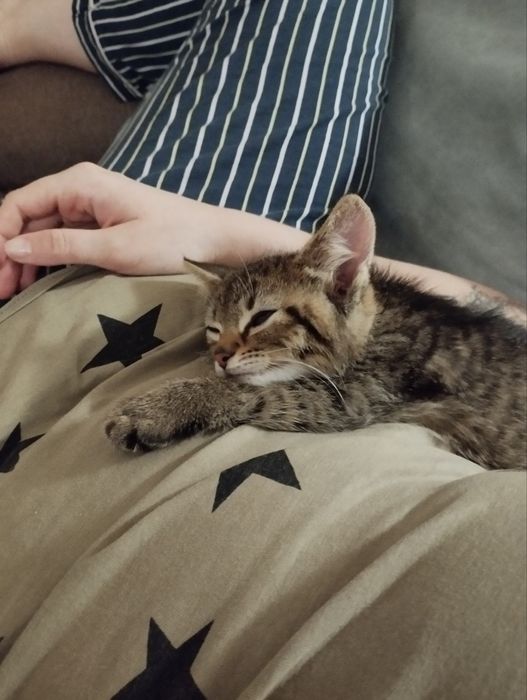 ВІДДАМ В ДОБРІ РУКИ двох маленьких кошенят !!!