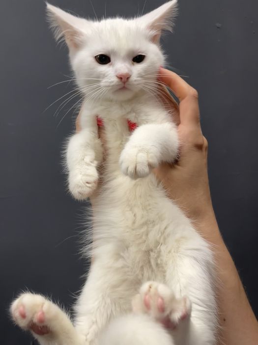 Котенок маленький девочка белый кошеня маленьке дівчинка