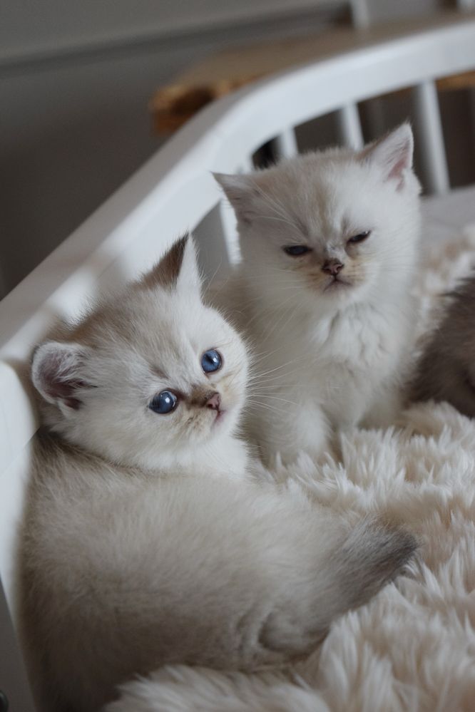 Скотиш Страйт. Скотиш Фолд. Серебрянная шиншилла. Золотая Шиншилла