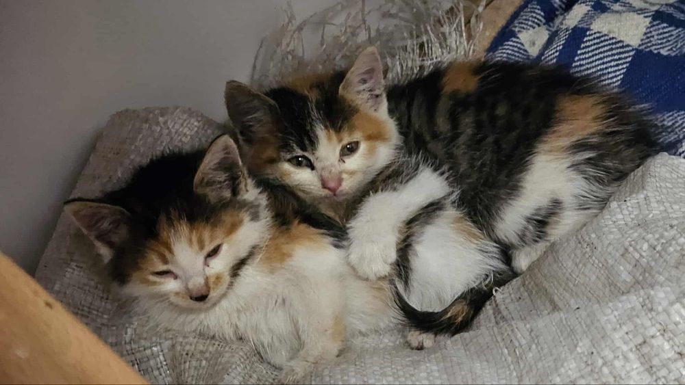 Adoptuj, kot, kotka, kotek,porzucone w lesie