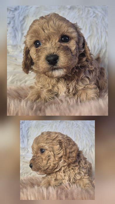 Pudel miniaturowy ZAREZERWOWANA