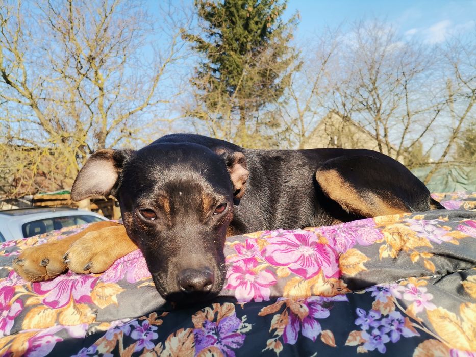 Bolek 6 miesięczny szuka domu