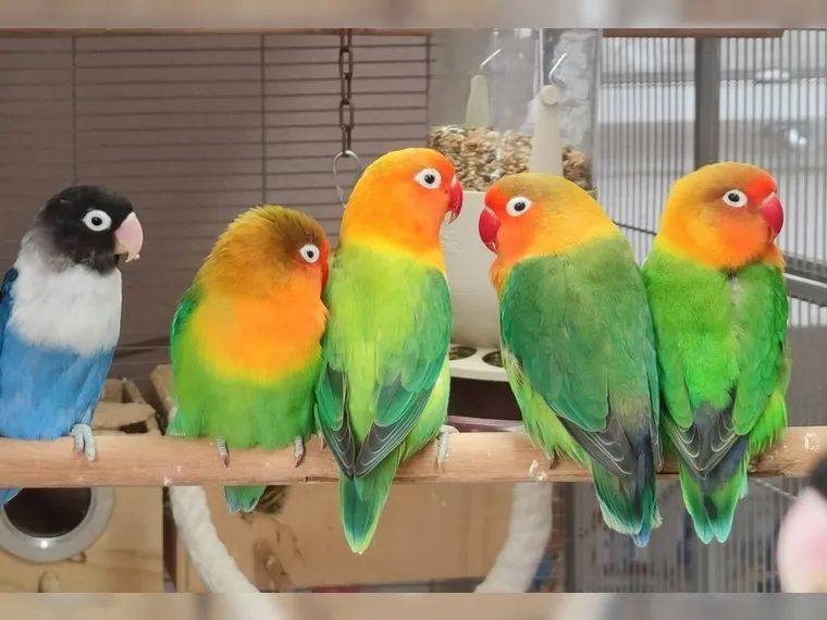 Коасивейшие малыши попугая неразлучник
