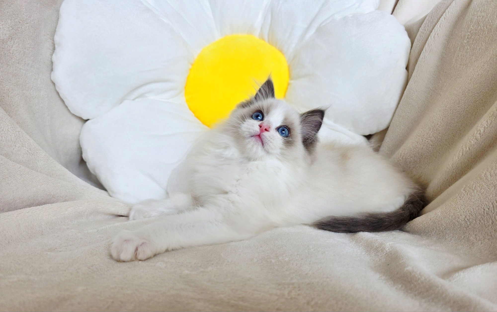 Kocurek Ragdoll blue bicolour Rodowód WCF uznawany na całym świecie