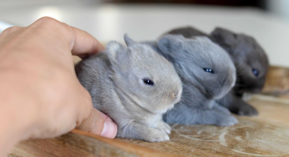 Coelhos anões mini +Gaiola Nova +alimentação adequada