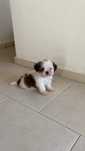 Shih TZU ( fêmea)