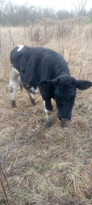 Продам теличку , терміново