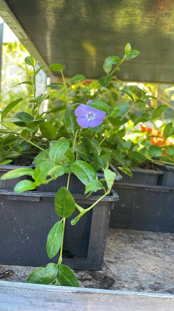 Vinca minor plantas