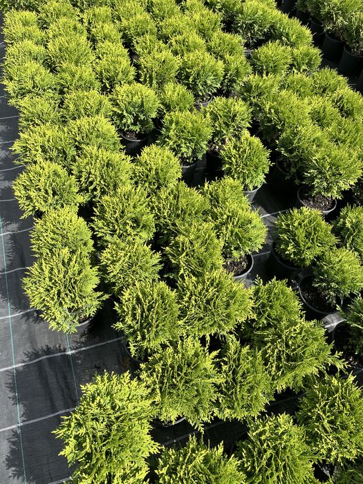 Туя Danica(Даніка). Вік 2.5 роки