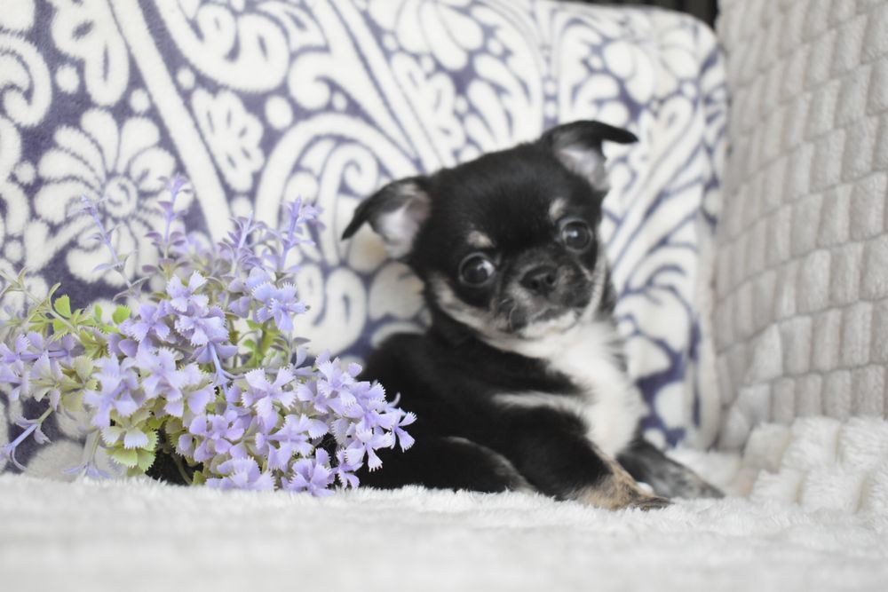 Chihuahua Russo macho miniatura black tan tricolor