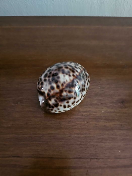 Conchas naturais – Tritão Gigante e Búzio-Tigre