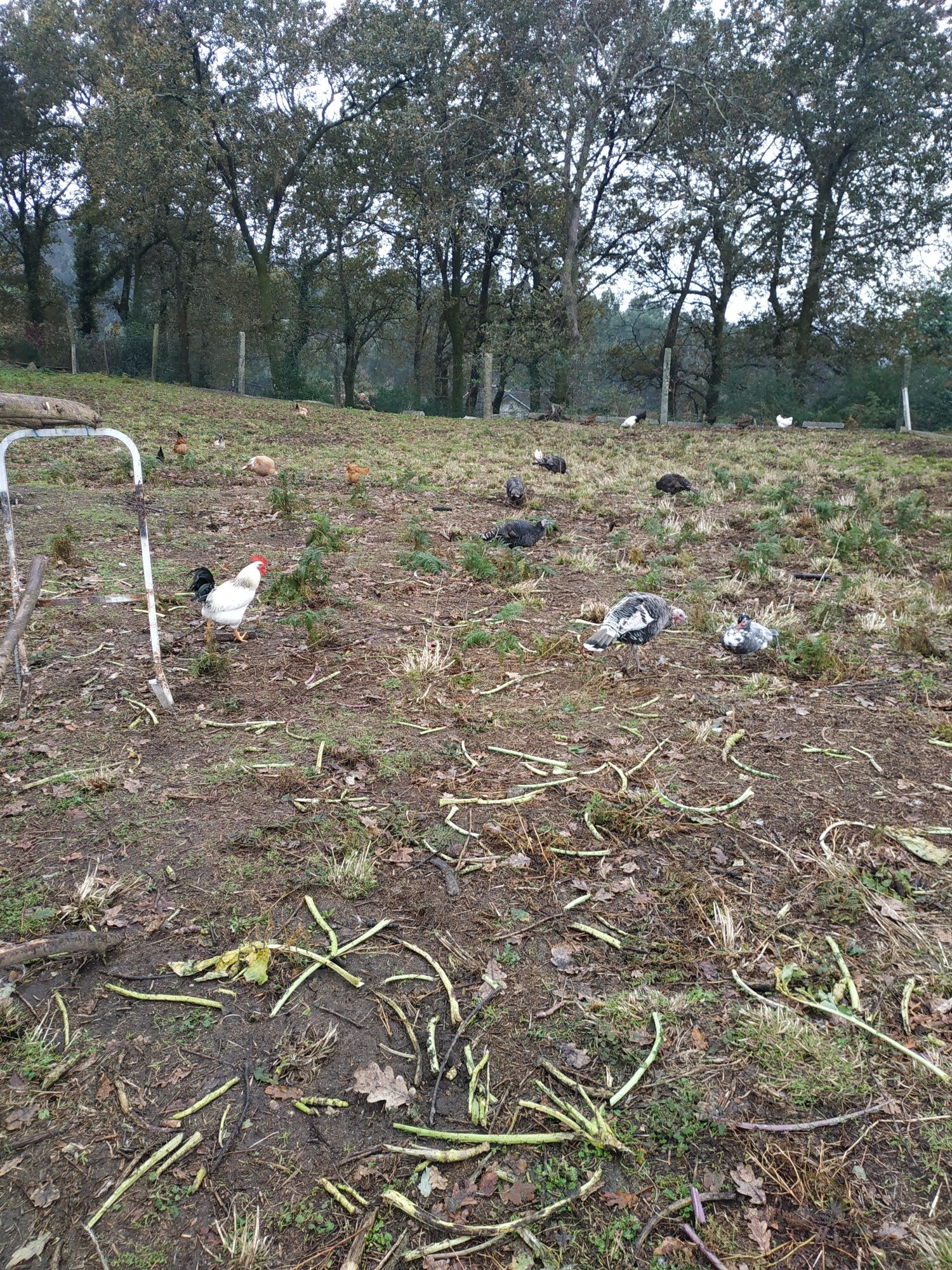 Patos perus frangos galinhas