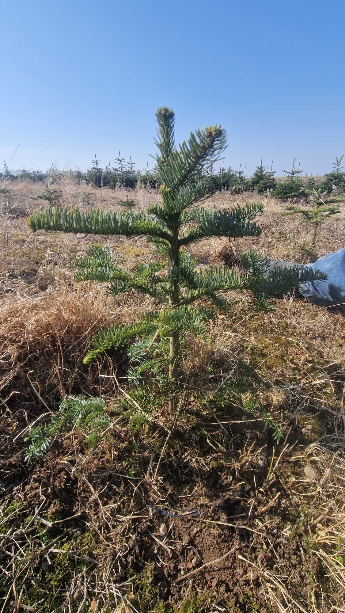 Jodła Szlachetna (Abies Procera Nobilis) w donicy, wysokość 40 cm
