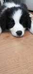 Border collie FCI ZKwP suczka