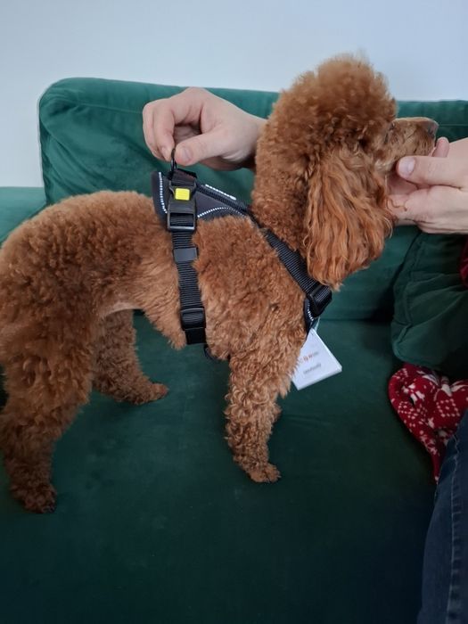 Czarne szelki dla psa S beeztees premium nowe