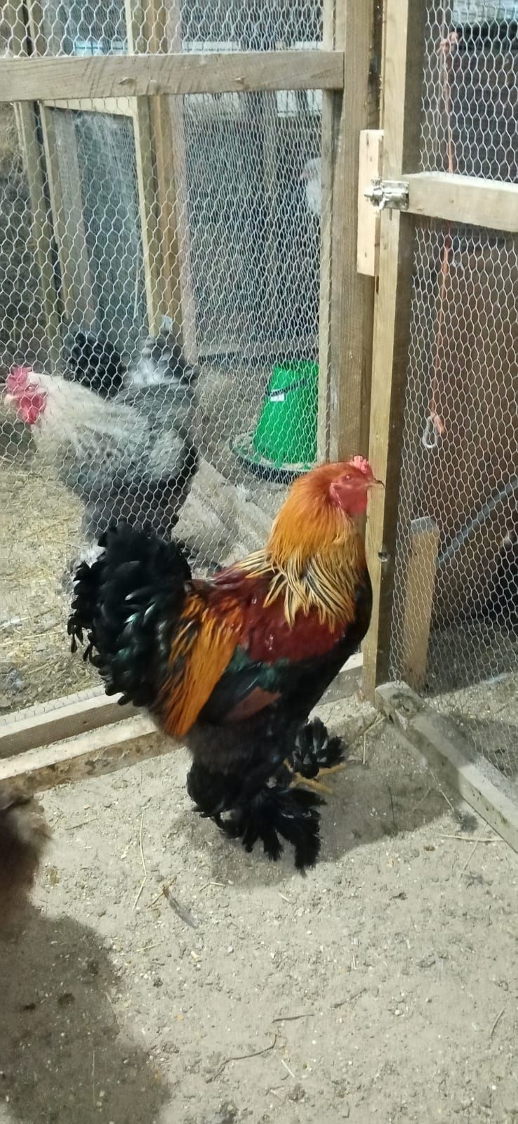 Frangos Brahma Grande Porte