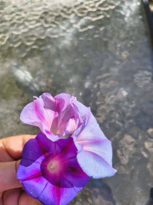 hibiskusy dwa rodzaje nasiona