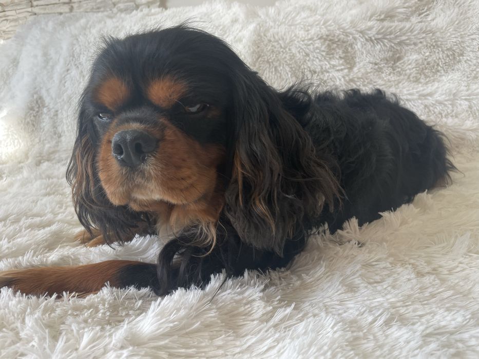 Cavalier King Charles Spaniel pies