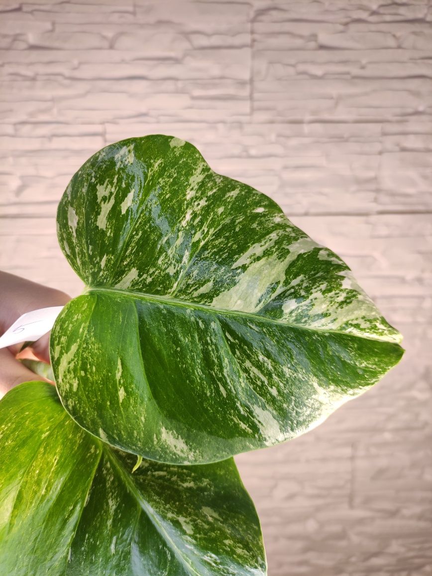 Monstera variegata SZCZYT 5