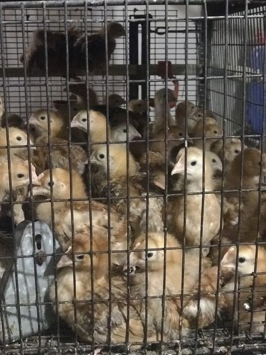 Підрощені курчата породи Домінант