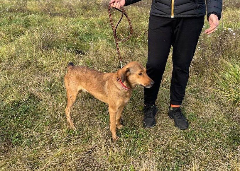 Піксель. Розумний песик шукає дім, в добрі руки