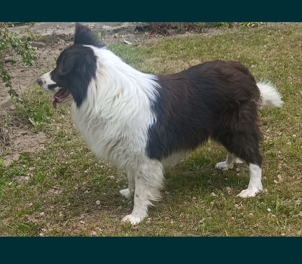 Piesek Border Collie czarno-bialy.gotowy do odbioru