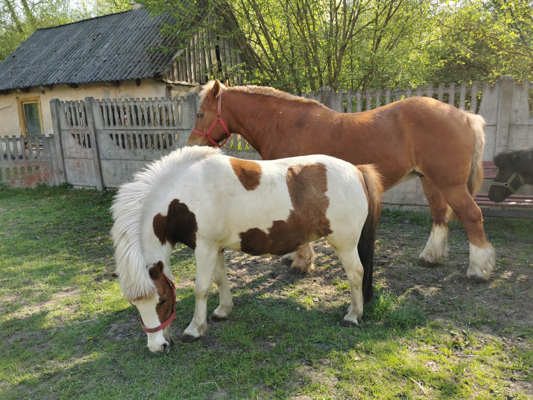 Kucyk, kucyki, koń