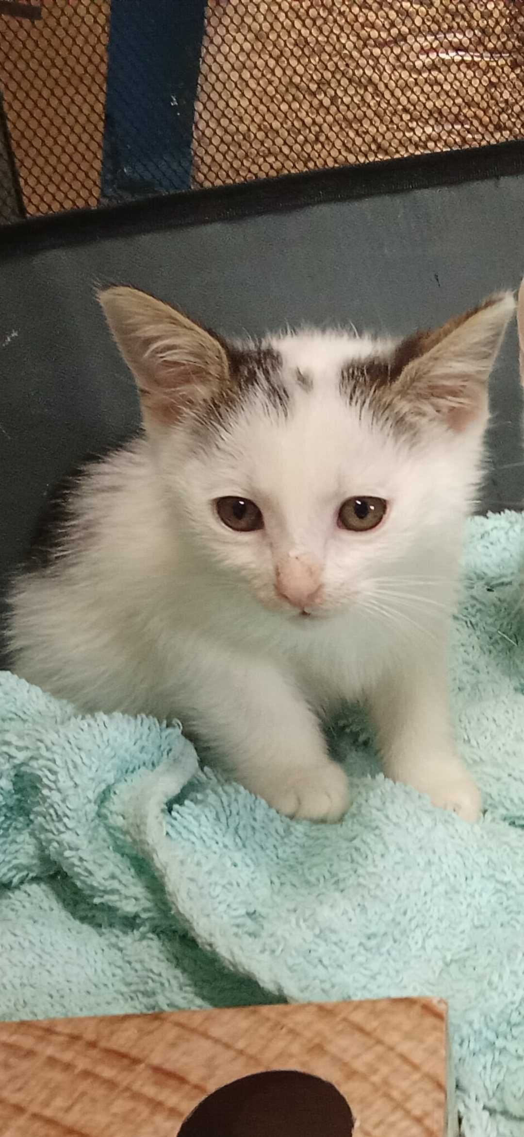 Halo kocie dziecko do adopcji