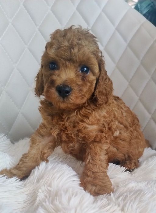 Pudel Toy - Przepiękny Piesek Red Brown - Wkrótce Do Odbioru!