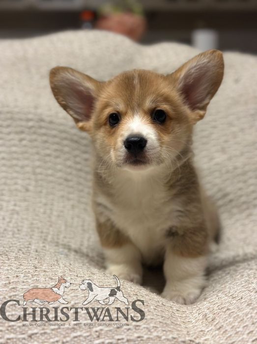 Przeurocza rudo-biała dziewczynka Welsh Corgi Pembroke