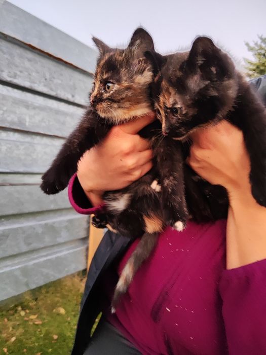 Oddam kotki w dobre ręce