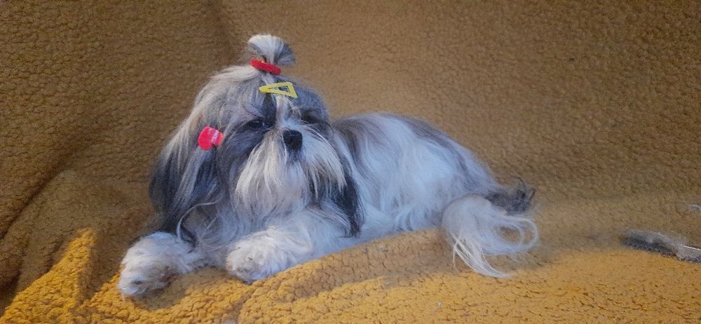 Чекають ши-тцу вже  підрощені-вже залишилося двоє-дівчинка і хлопчик