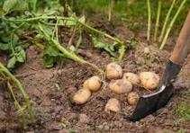 картофель домашний