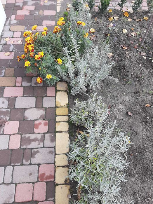 Кущі лаванди 2-3 річні