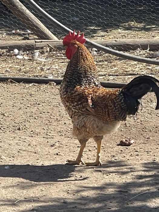 Vendo galos caseiros