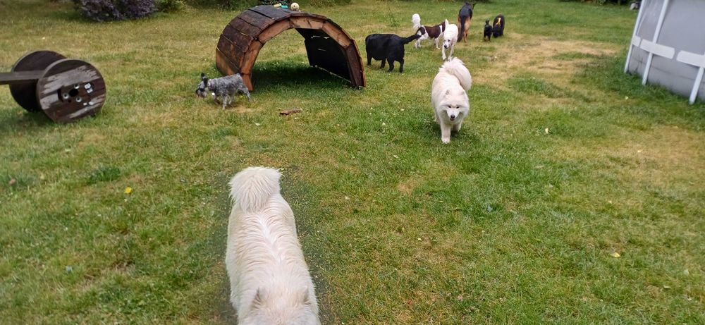 Hotel dla psów , zwierząt ,opieka nad psem Częstochowa Wieluń