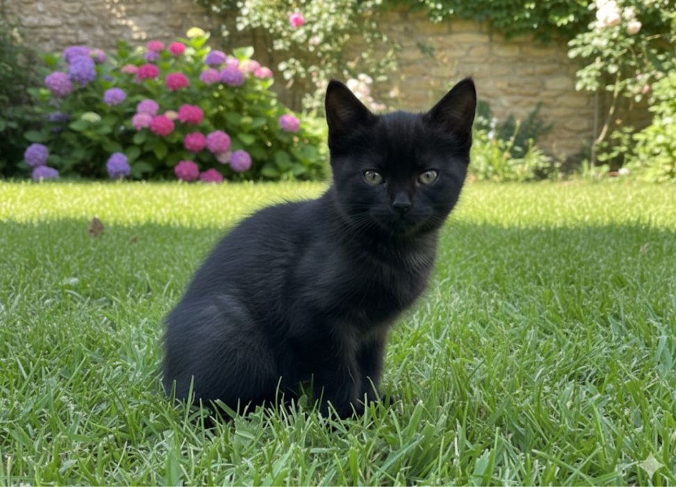 Кошенятка в добрі руки- 2,5 місяці; все ідять, активні