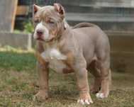 American Bully XL ABKC tri lilac