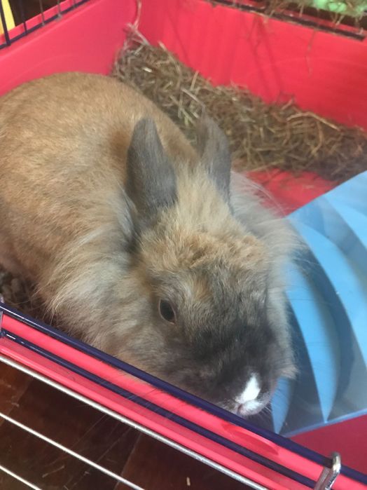 Cuidados Profissionais para o Seu Patudo