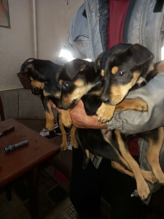 продам цуценята ягтерєра