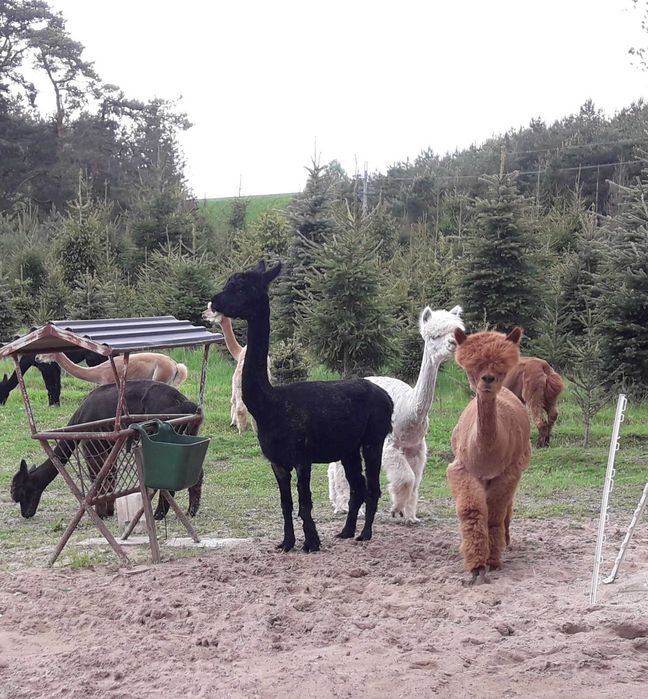 Sprzedam  Samice Alpaki Huacaya