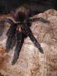 2x Pamphobeteus sp Machala 3.5 i 4dc