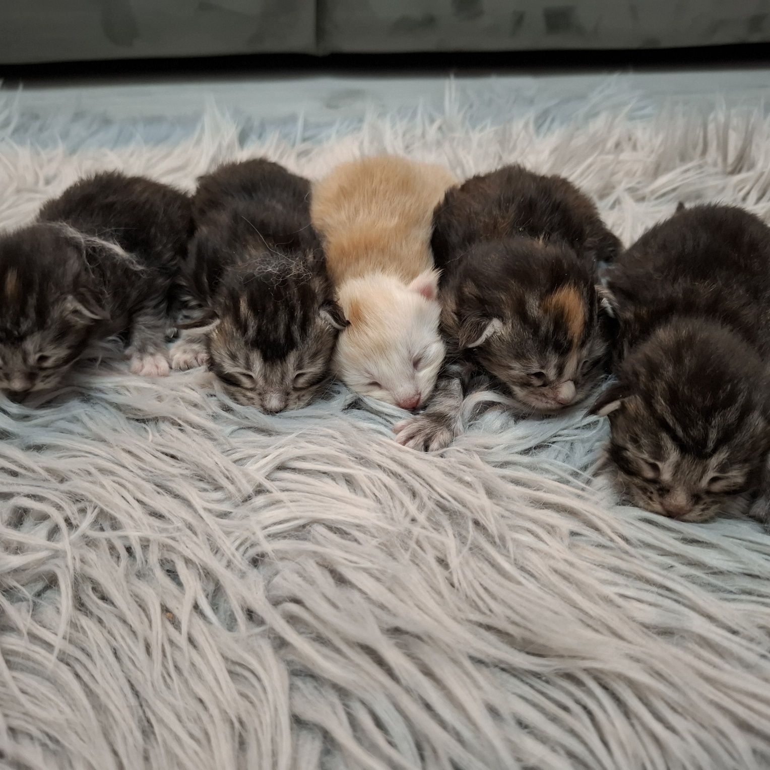 Koty Maine Coon Mco do rezerwacji