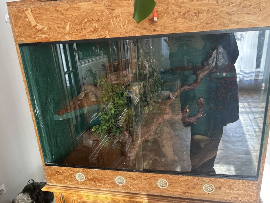 Terrarium + 4 gekony