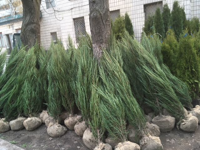 Ялівець (можжевельник) Блю Ароу екстра 160-220 cм Київ
